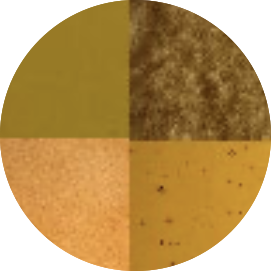 ALGAE