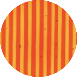 MARIGOLD