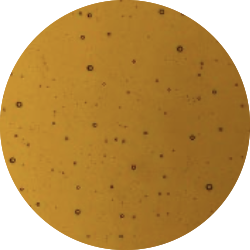 PECAN